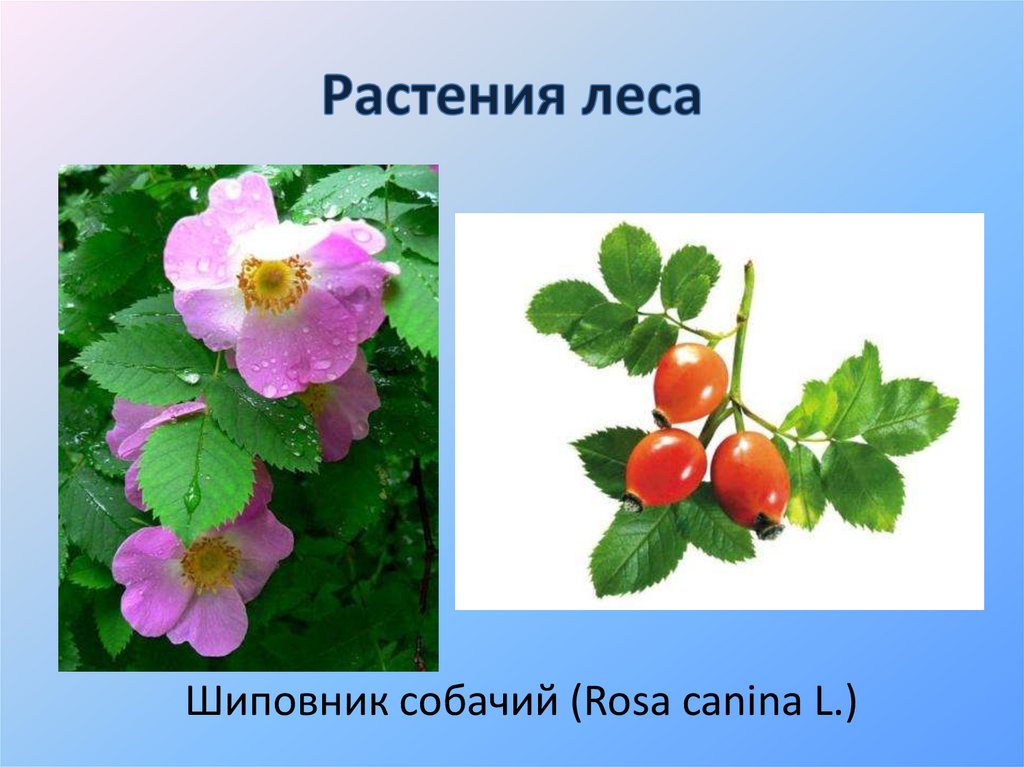 Растения леса