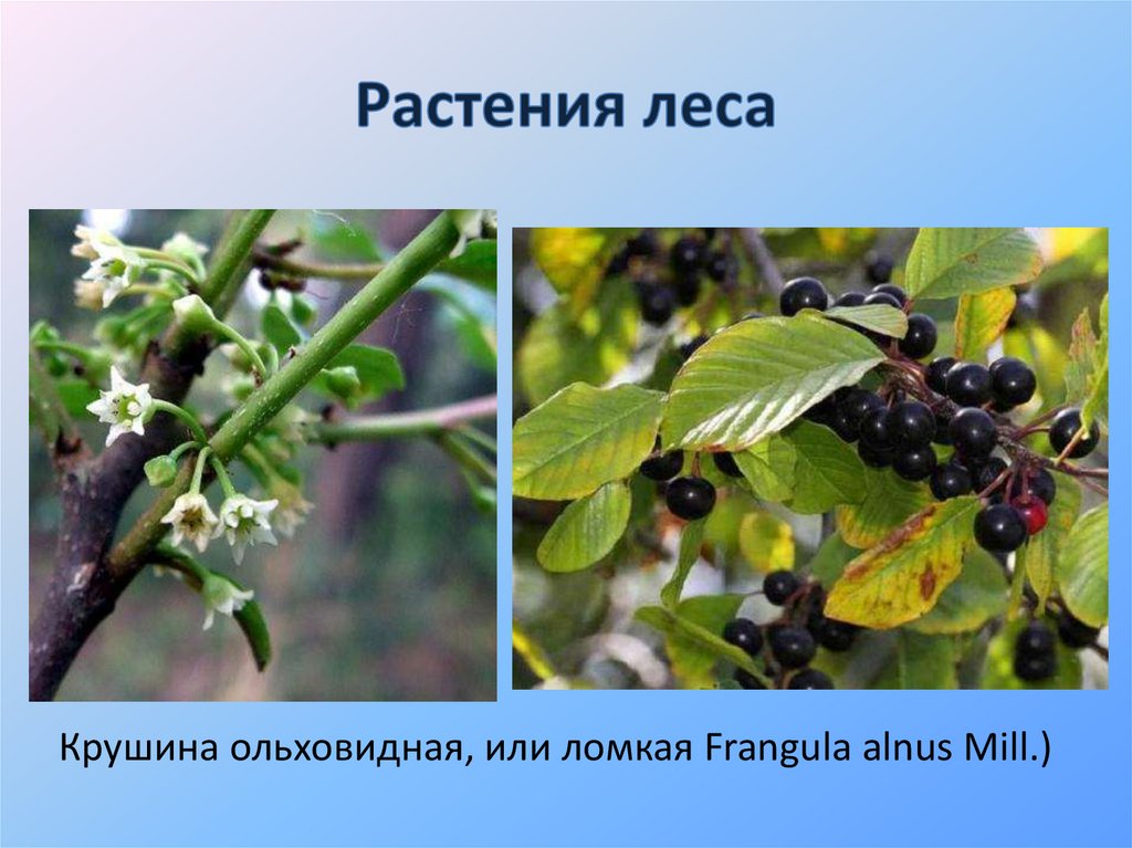 Растения леса