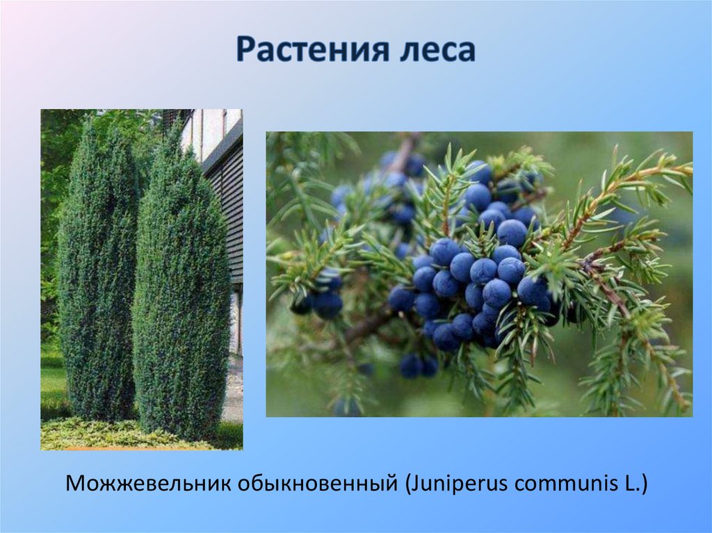 Растения леса