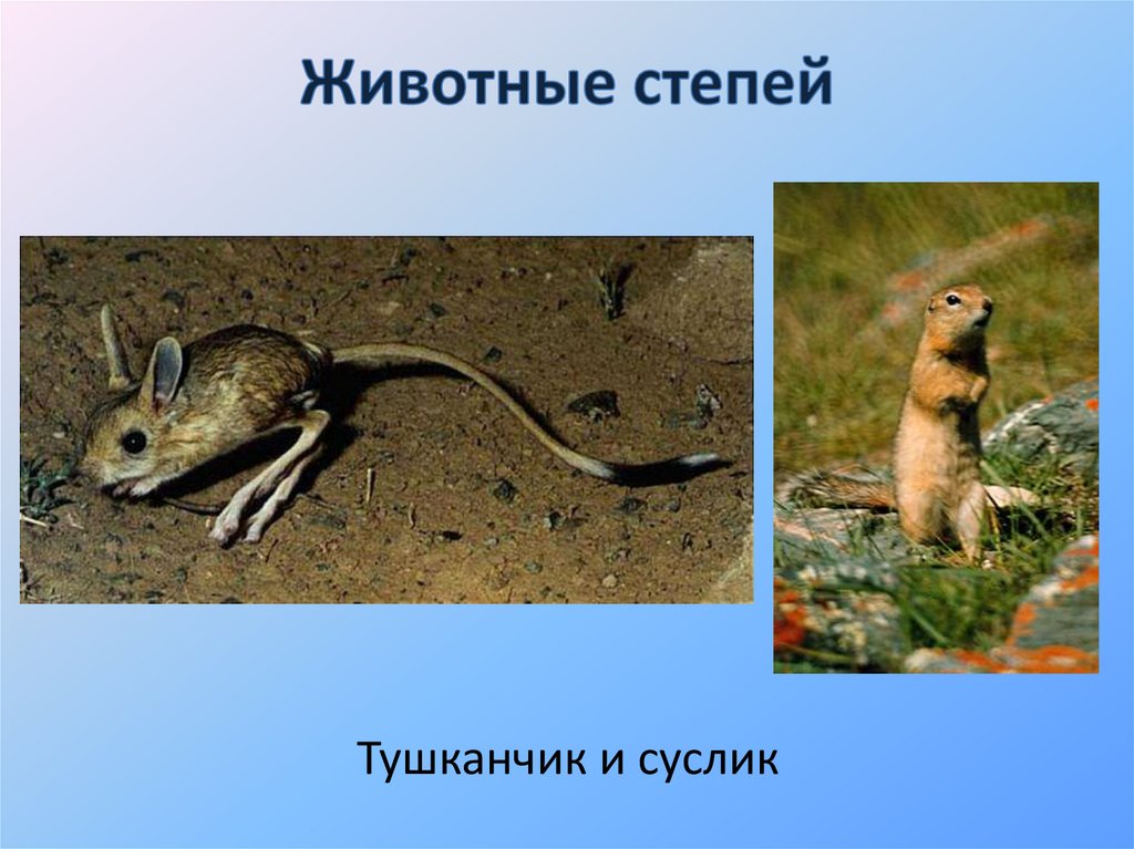 Животные степей