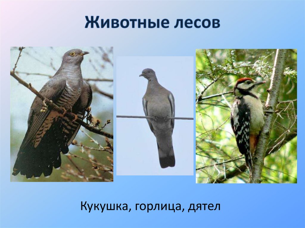 Животные лесов