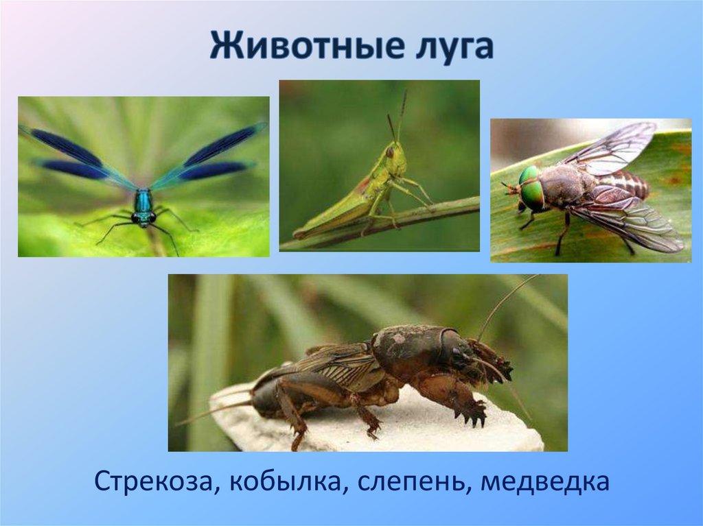 Животные луга