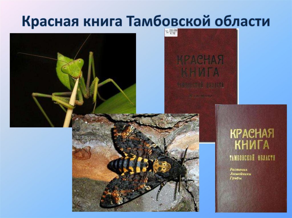Красная книга Тамбовской области