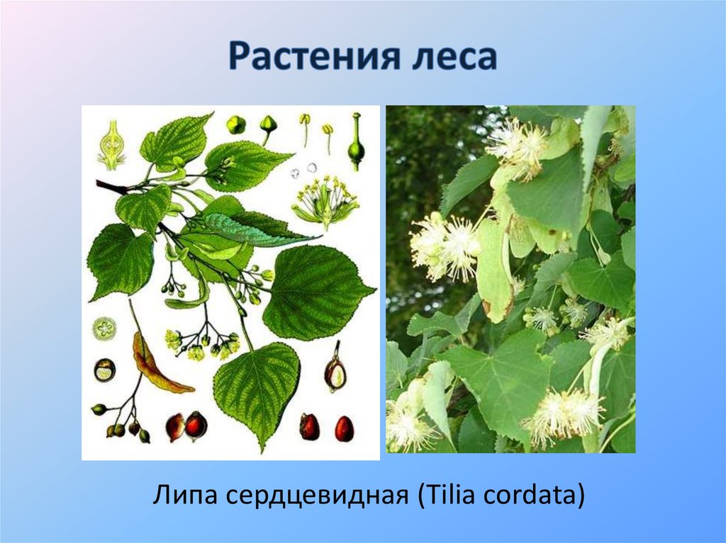 Растения леса