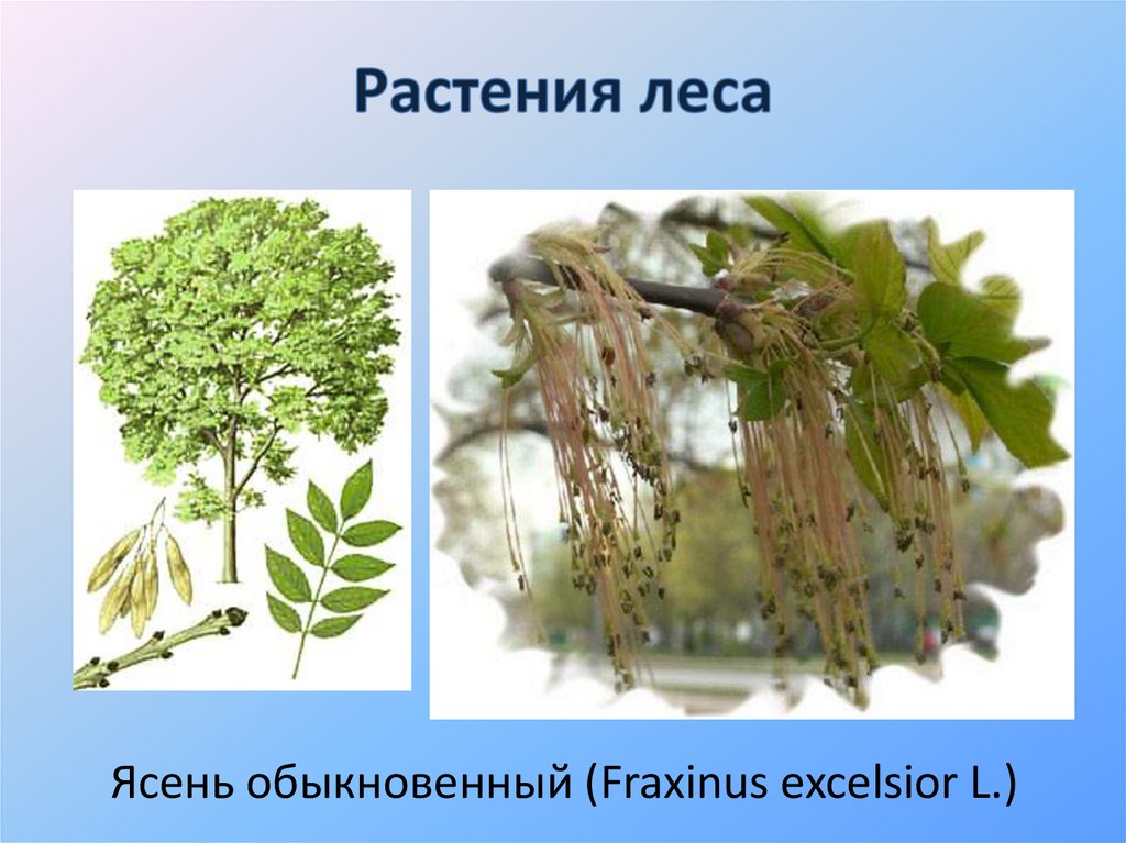 Растения леса