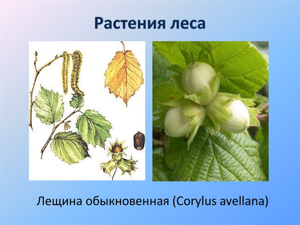 Растения леса