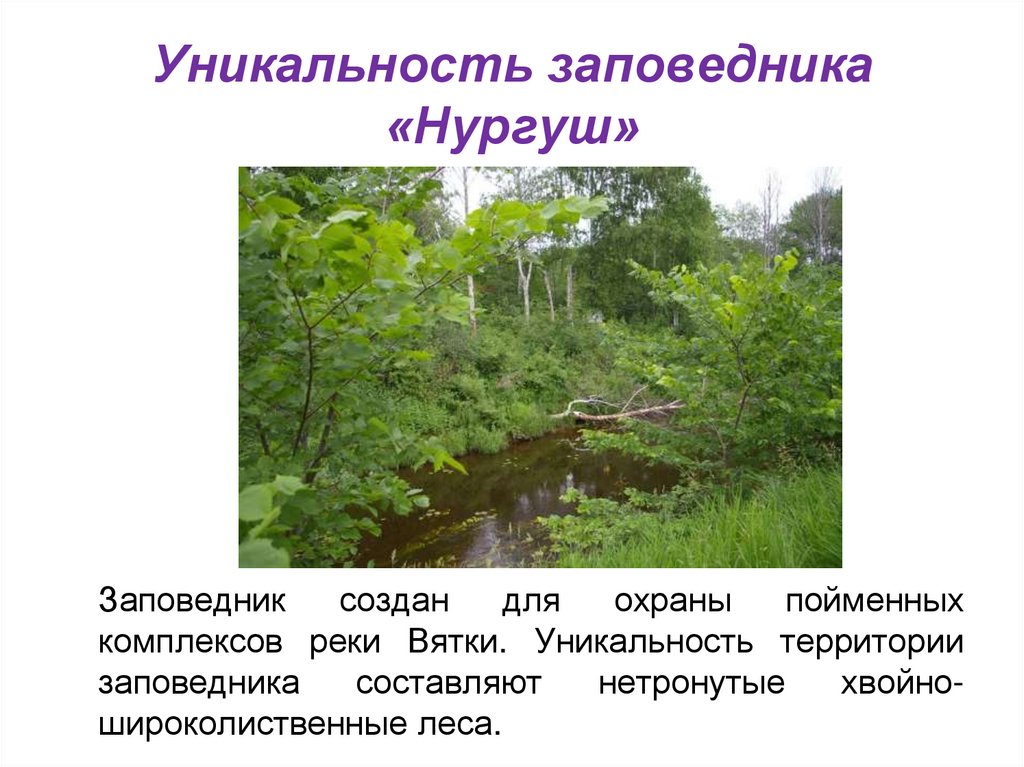 Кировская область 4 класс. Кировский заповедник Нургуш. Заповедник Нургуш в Кировской области презентация. Красная книга Кировской области заповедник Нургуш. Нургушский заповедник Кировской области краткое.