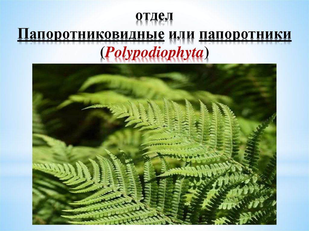 Презентация папоротниковидные 6 класс биология