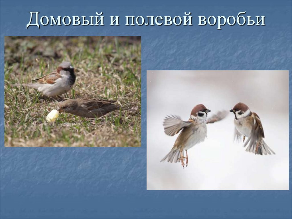 Домовый и полевой воробьи