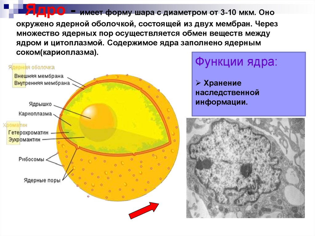 Растворение ядрышка. Функции органоидов клетки ядро. Ядерная мембрана. Ядерные мембраны (внешняя и внутренняя). Ядерная оболочка состоит из.