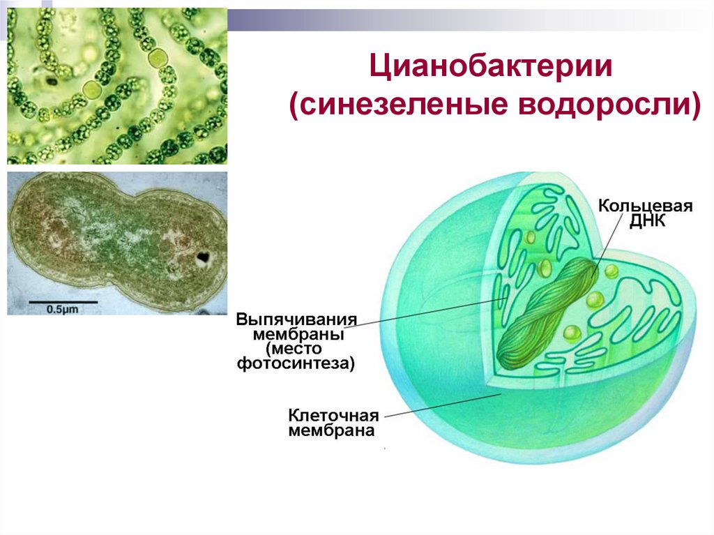 Пластиды прокариот. Цианобактерии хроматофор. Цианобактерии строение клетки. Схема строения клетки цианобактерий. Синезеленые водоросли цианобактерии.
