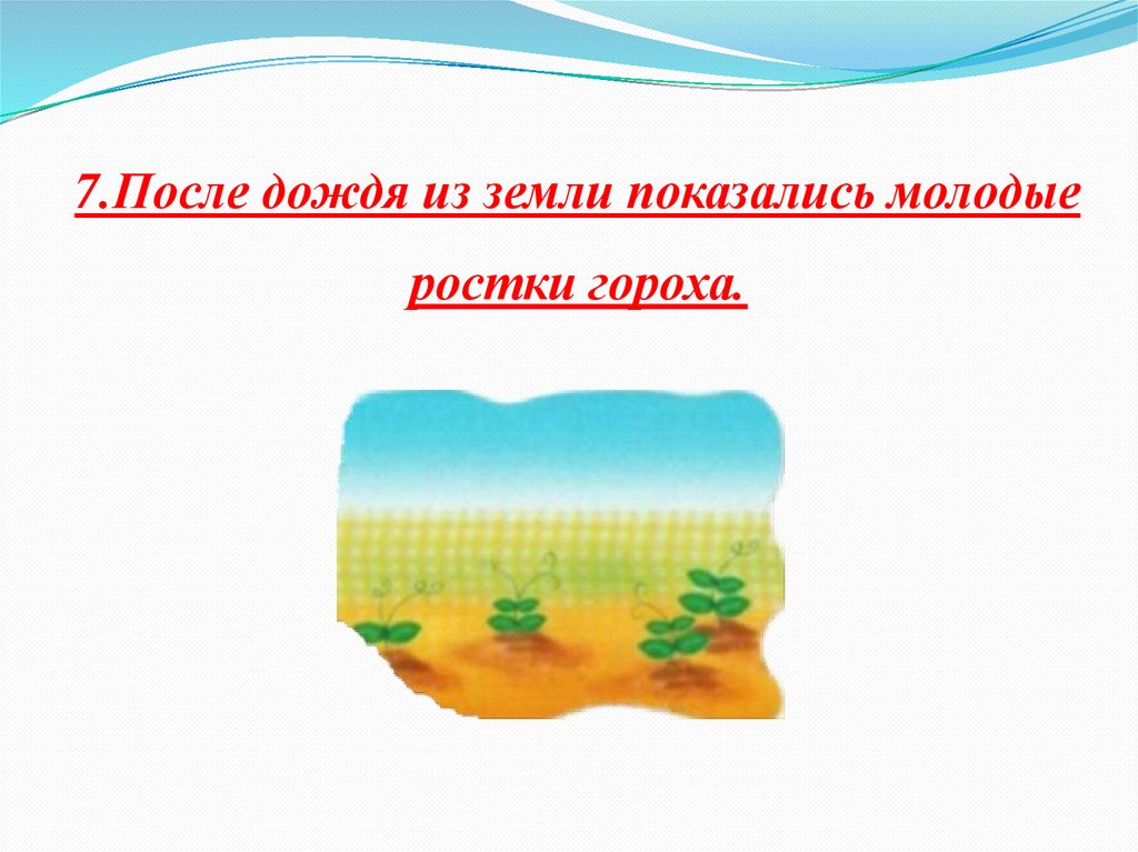 7.После дождя из земли показались молодые ростки гороха.