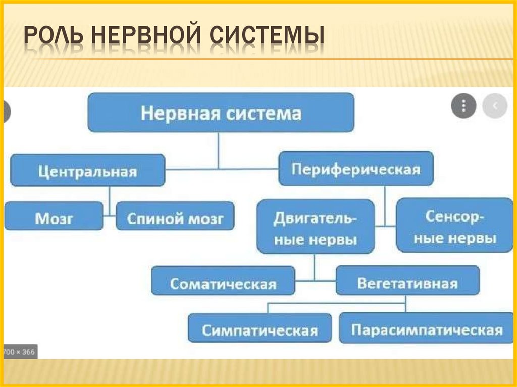 Роль нервной системы. Роль нервной системы в жизни человека.