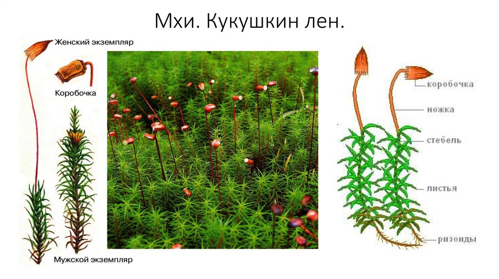 Кукушкин лен относится к цветковым растениям. Внешнее строение кукушкиного льна. Побег мха Кукушкин лен. Строение листьев Кукушкина льна.