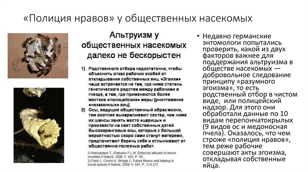«Полиция нравов» у общественных насекомых
