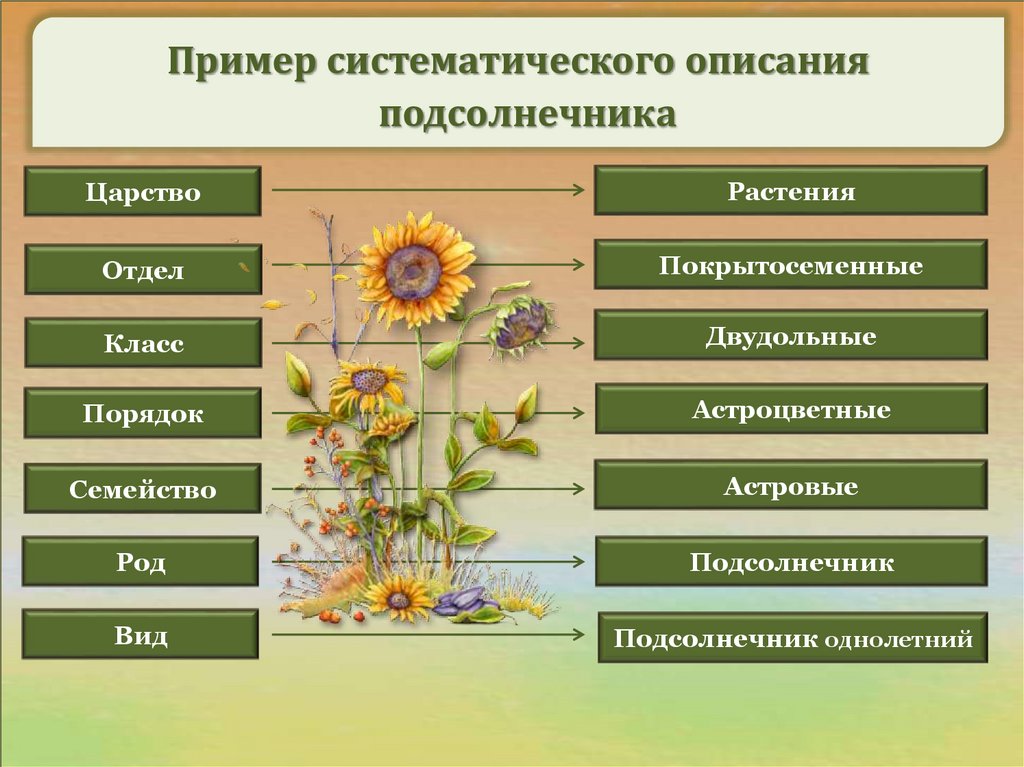 Царство отдел класс порядок семейство род вид