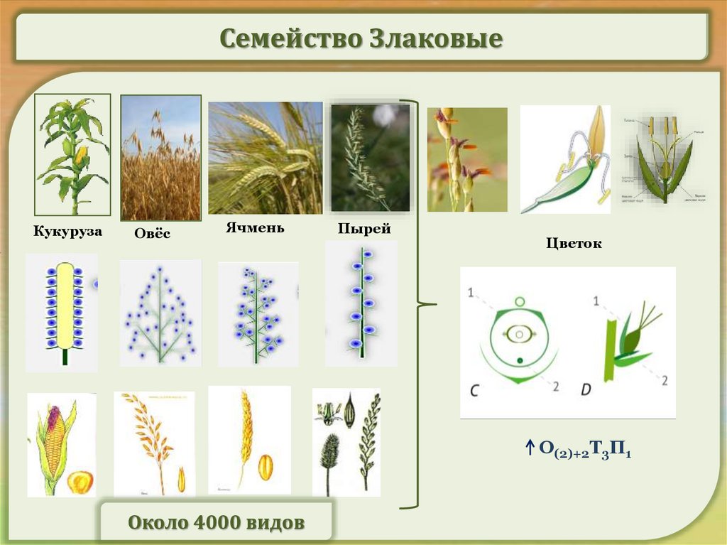 Семейство злаковые