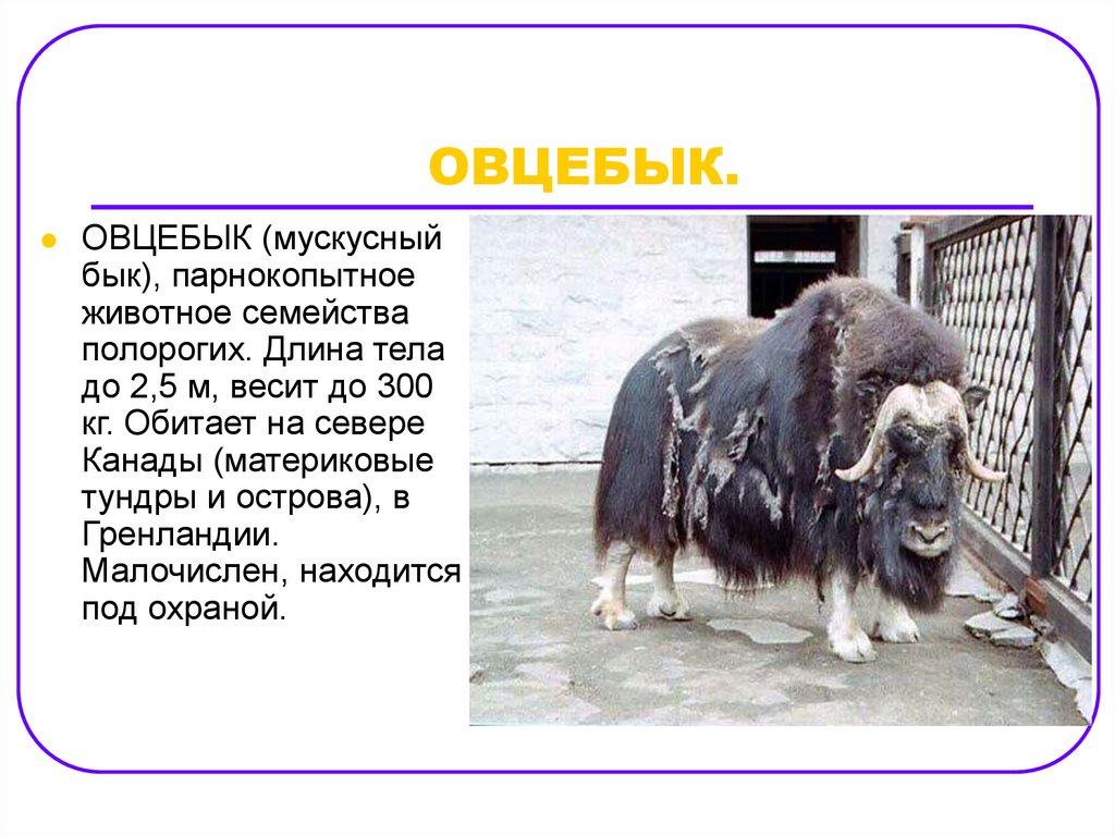 В какой природной зоне обитает овцебык. Доклад о животных Северной Америки. Овцебык. Животные Северной Америки презентация. Овцебык презентация.