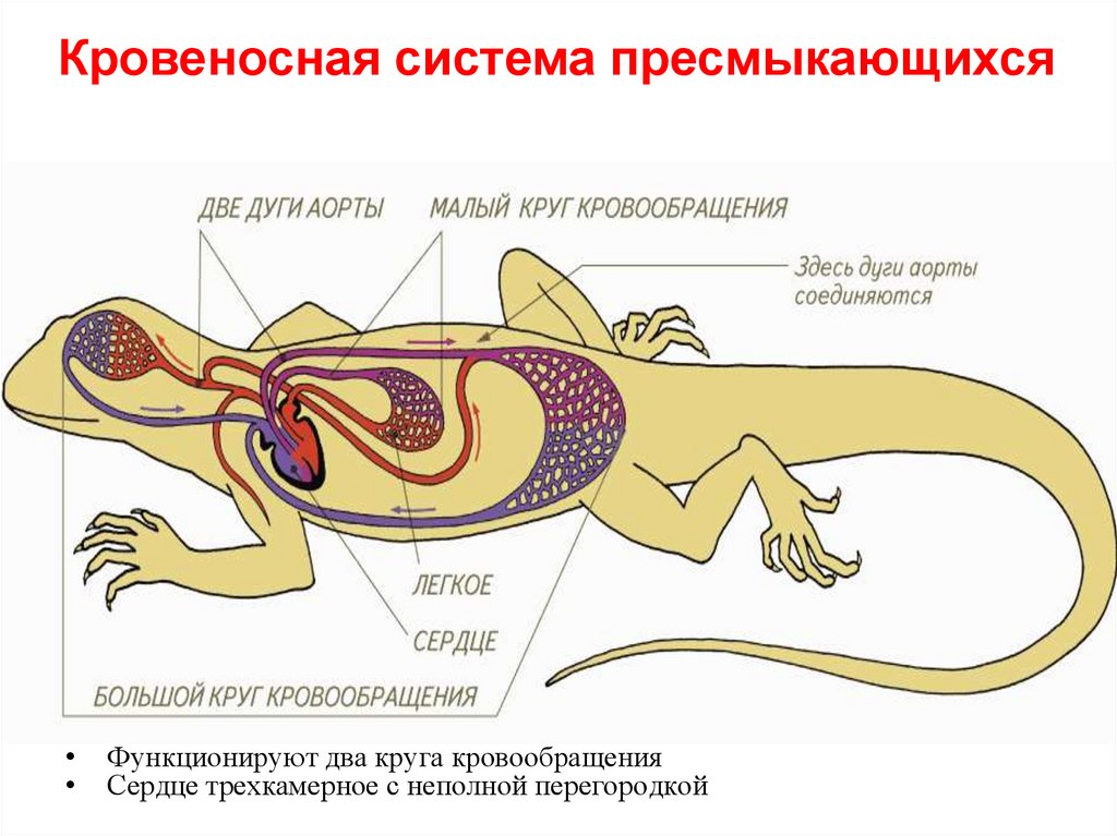 Кровеносная система рептилий таблица. Круги кровообращения рептилий схема. Кровеносная система рептилий круги. Кровеносная система рептилий схема. Схема строения кровеносной системы ящерицы.