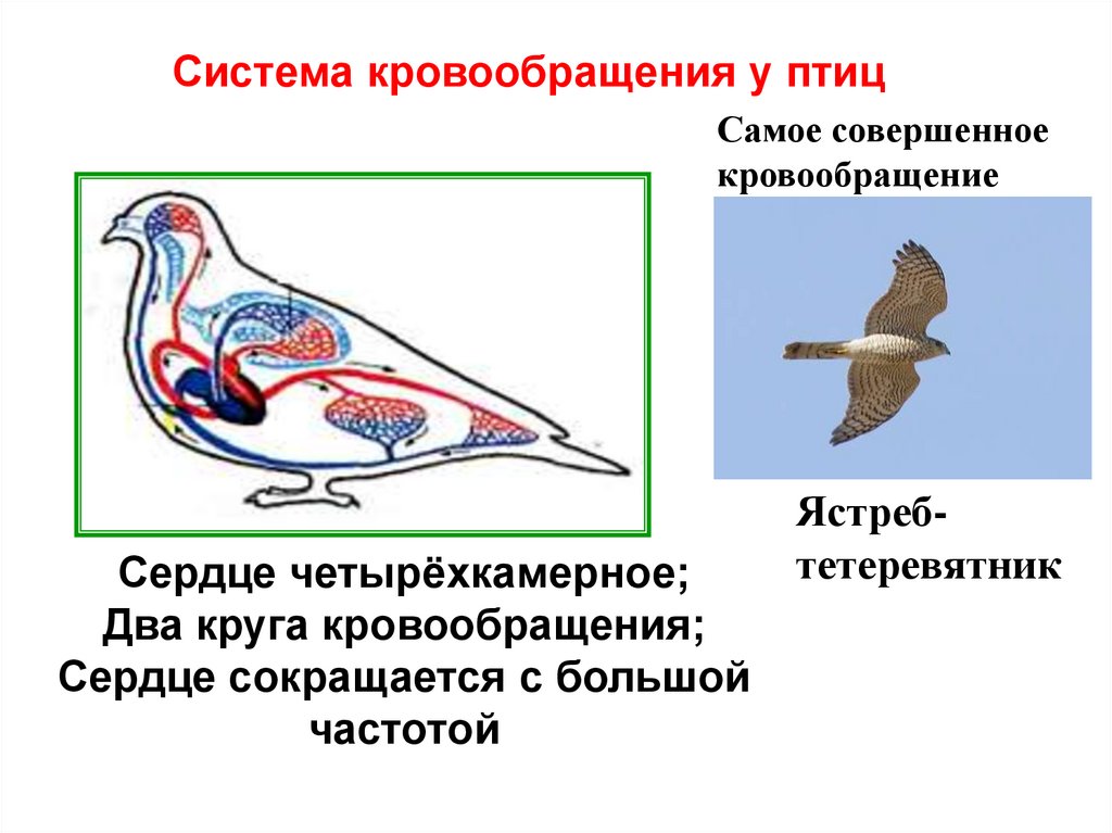 Для большинства птиц характерна. Эволюция кровеносной системы у животных. Четырехкамерное сердце у птиц. Эволюция кровеносной системы у птиц. Два круга кровообращения у птиц.