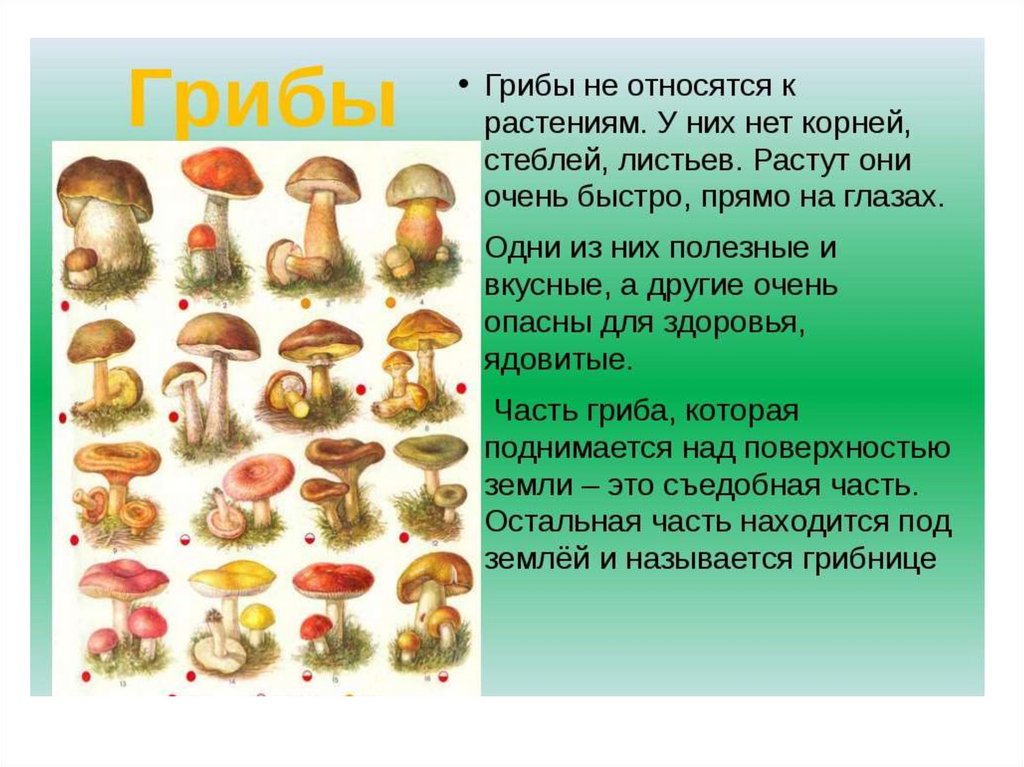К какому веществу относятся грибы. Название всех грибов. Царство грибов ядовитые и съедобные. Грибы относят к. К какому классу относятся грибы.