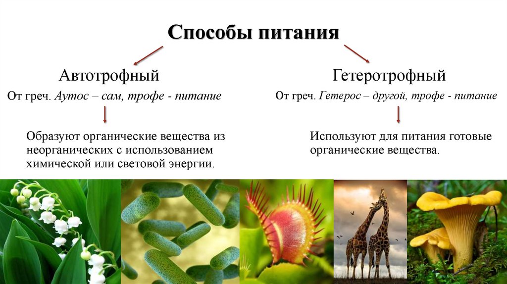 Презентация удивительные растения и животные