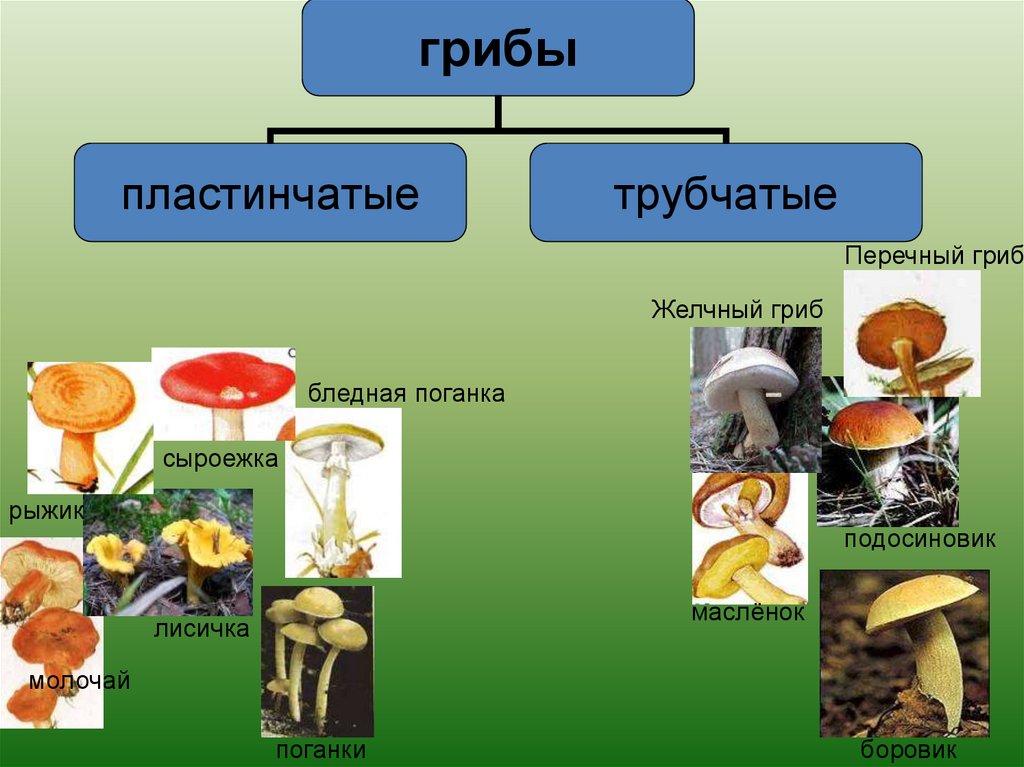 Сыроежка пластинчатый или трубчатый. Бледная поганка трубчатый или пластинчатый гриб. Желчный гриб трубчатый или пластинчатый. Лисичка трубчатый или пластинчатый гриб. Опята трубчатые или пластинчатые грибы.