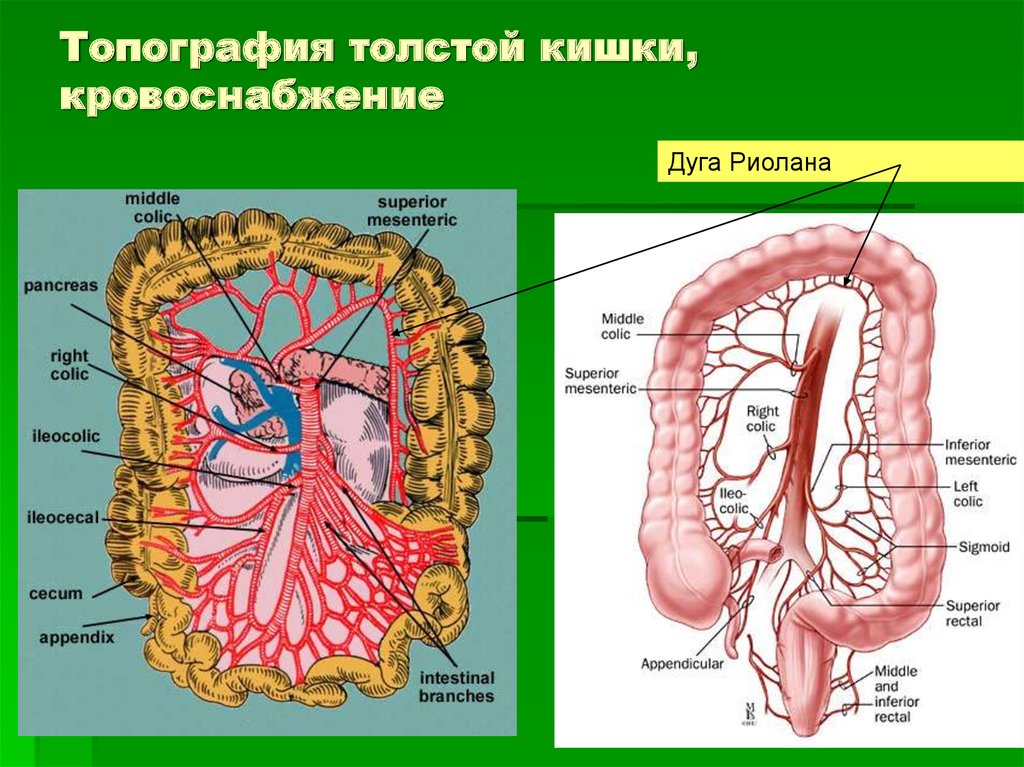 Точка кровообращения. Топография Толстого кишечника человека анатомия. Кровоснабжение Толстого кишечника анатомия. Кровоснабжение ободочной кишки анатомия. Топография тонкого кишечника человека анатомия.