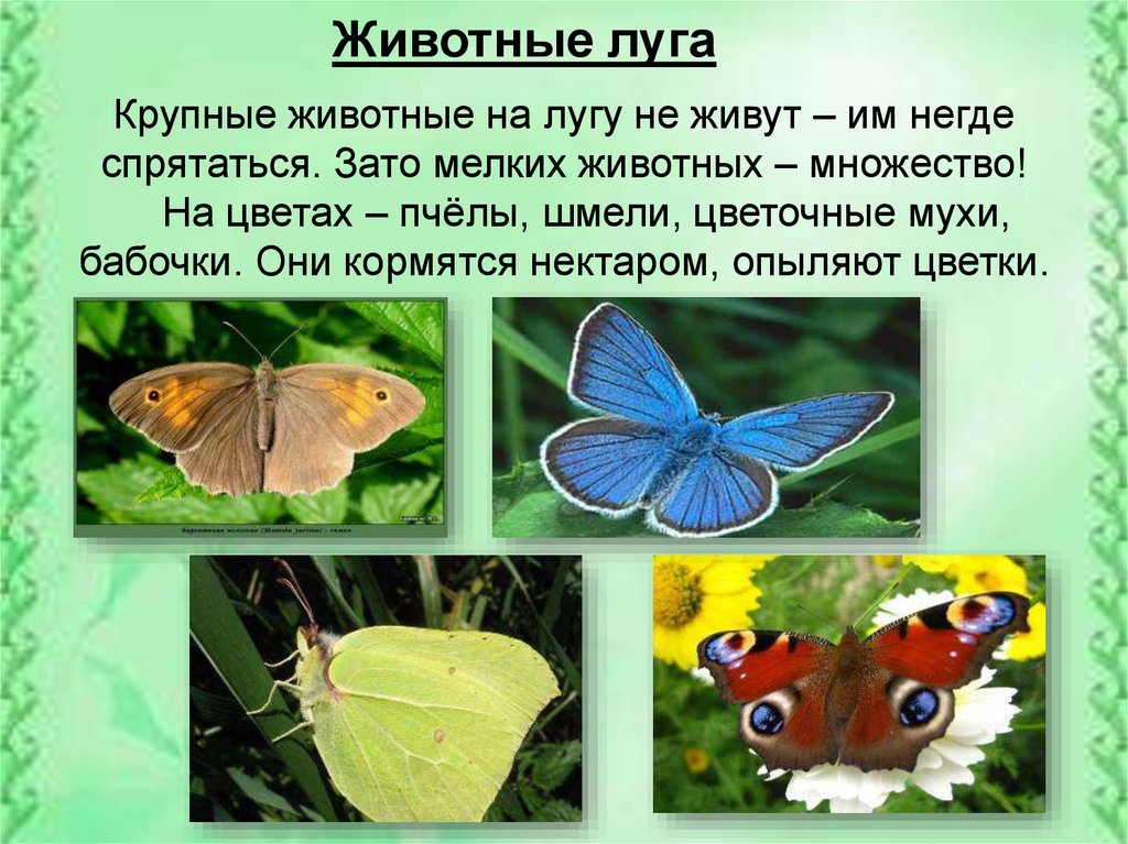 Бабочка какая признаки. Обитатели Луга. Животные Луга 4 класс. Доклад о животных Луга. Животные Луга презентация.
