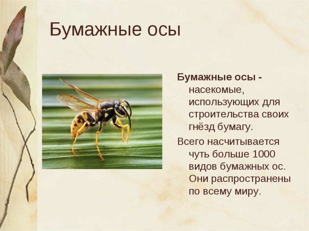 Оса сведения. Оса описание. Доклад про осу. Оса для презентации. Краткое сообщение про ОС.