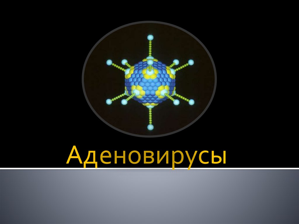 Аденовирусы. Определение и характеристика - презентация онлайн