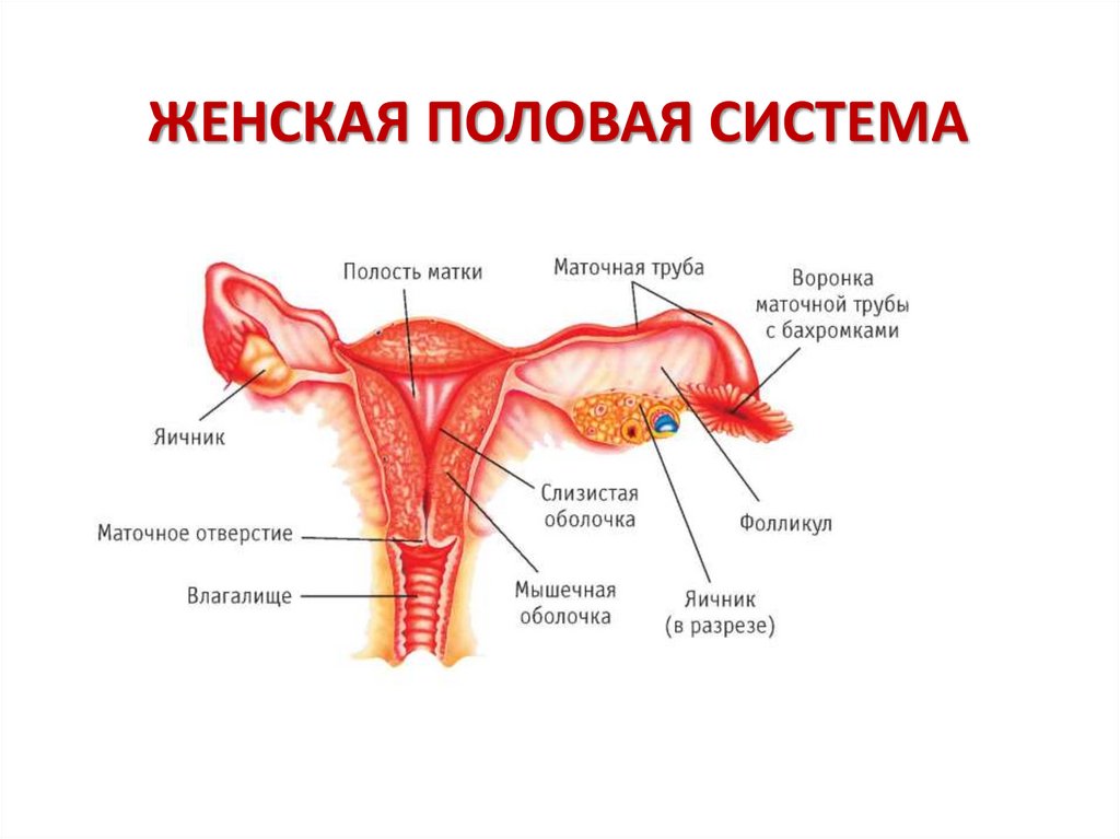 Название органов женской половой системы. Женская половая система. Строение женской половой. Схема строения женской половой системы. Строение женских гениталий.