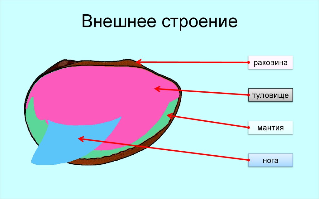 Внешнее строение. Внешнее строение раковины двустворчатого моллюска. Внешнее строение раковины гребешка. Внутреннее строение раковины гребешка. Внешнее и внутреннее строение раковины морского гребешка.