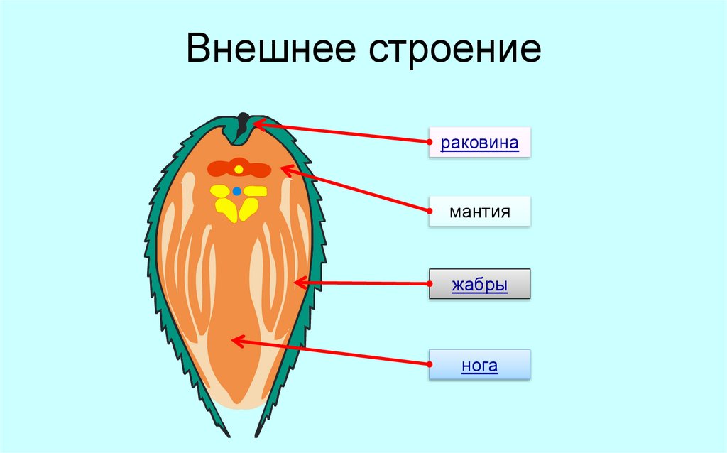 Кто из организмов не имеет мантии. Мантия это в биологии. Внешнее и внутреннее строение. Мантия в биологии 7 класс. Prosostomata внешнее строение.