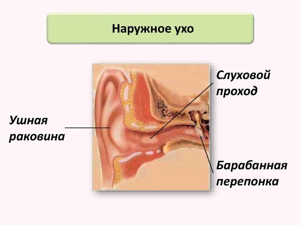 Что такое ушная раковина. Строение наружного уха анатомия. Строение ушной раковины слуховые проходы. Наружное ухо (ушная раковина, наружный слуховой проход) строение. Строение уха наружный слуховой проход.