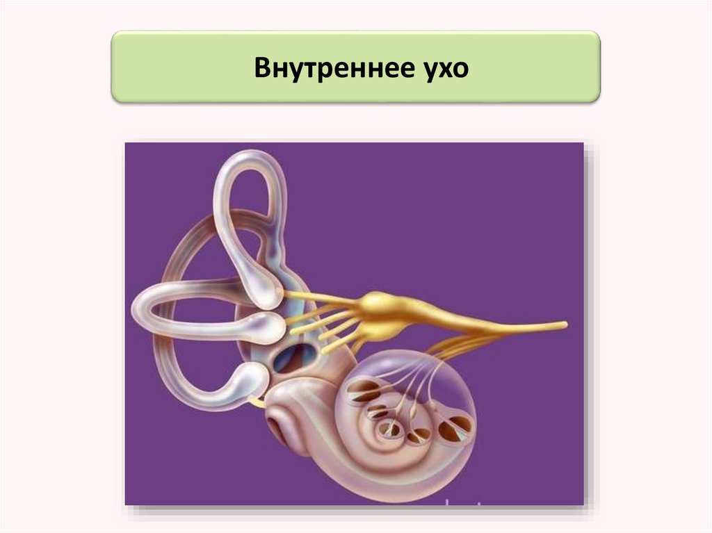 Внутреннее ухо 8. Строение внутреннего уха орган слуха. Орган слуха внутреннее ухо. Внутреннее ухо животных. Строение внутреннего уха животных.