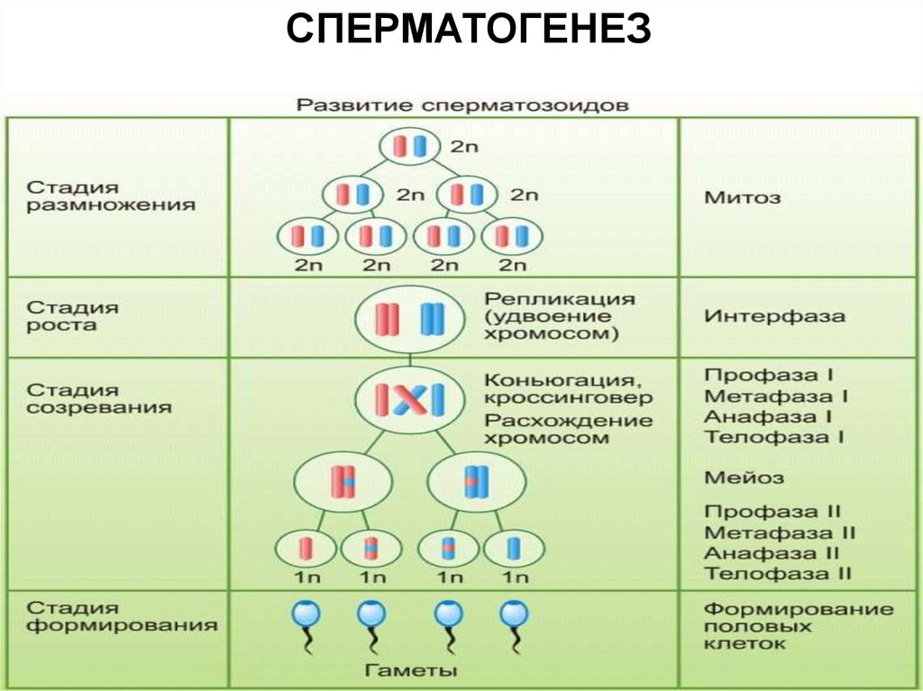 4 этапа сперматогенеза. Факторы Угнетающие сперматогенез. Схема сперматогенеза. Этапы сперматогенеза. Стадии сперматогенеза.