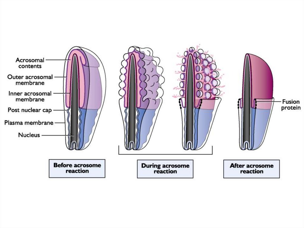 Половые рефлексы. Половая система простейших. Структурно-функциональная характеристика волоса. Половой рефлекс. Половая система самца гистопрепарат Саменник.