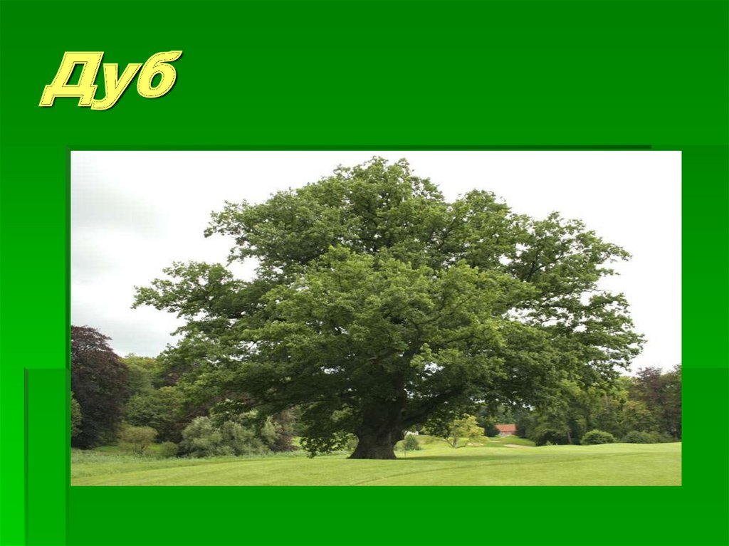 Дуб