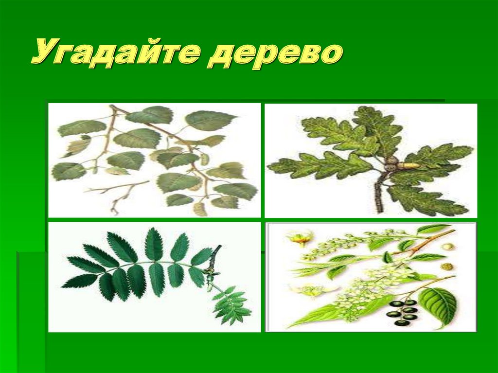 Угадайте дерево