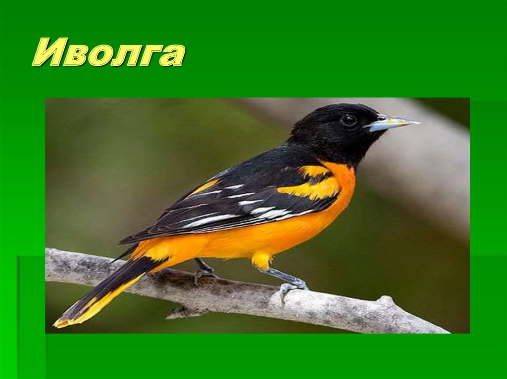 Иволга