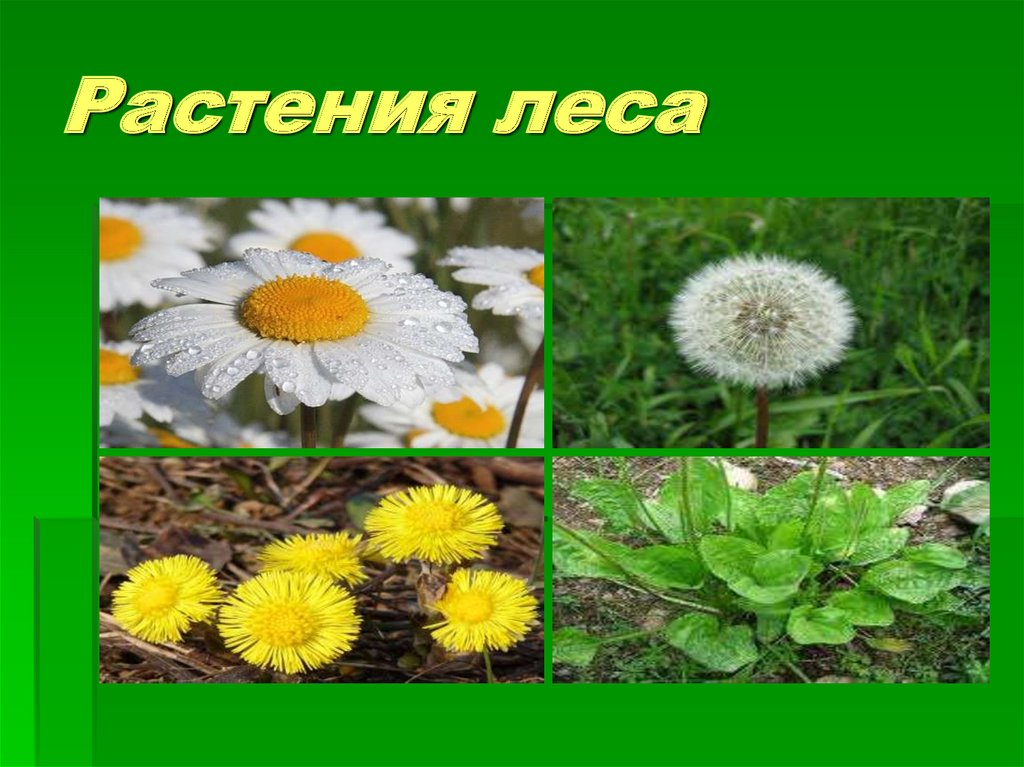 Растения леса