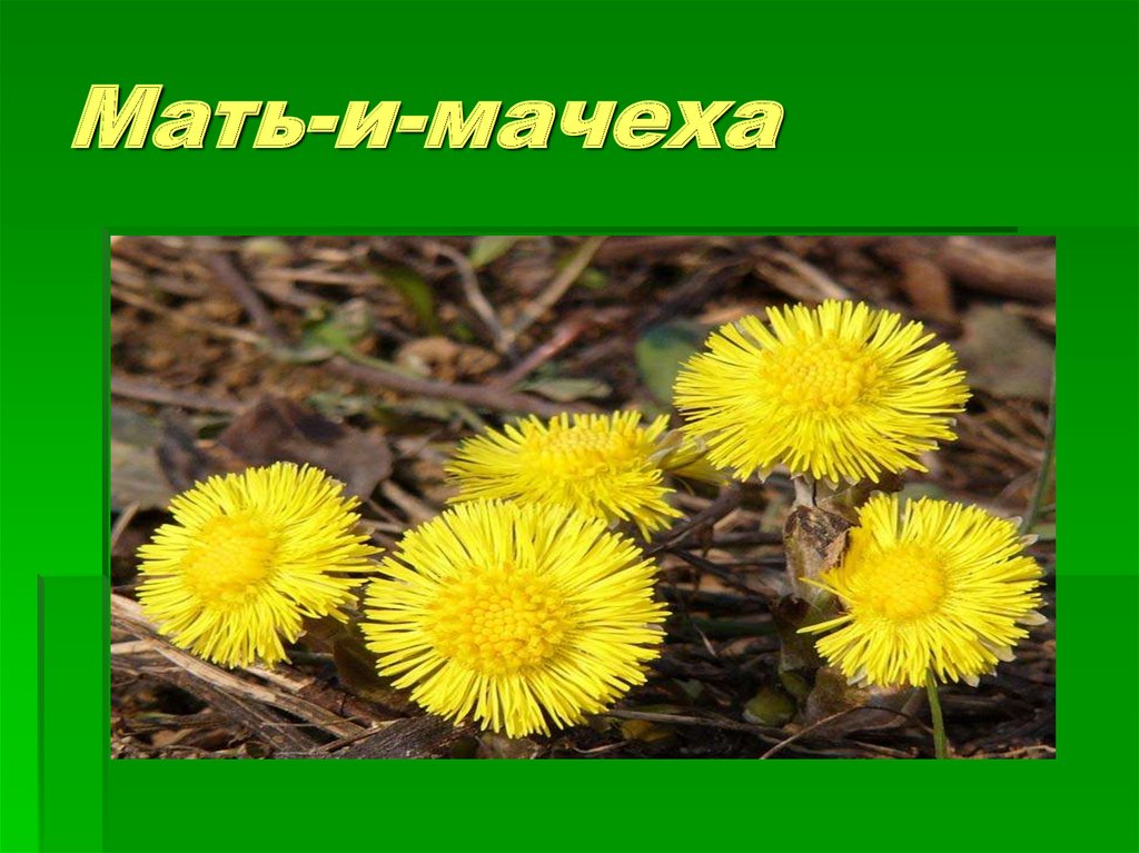 Мать-и-мачеха