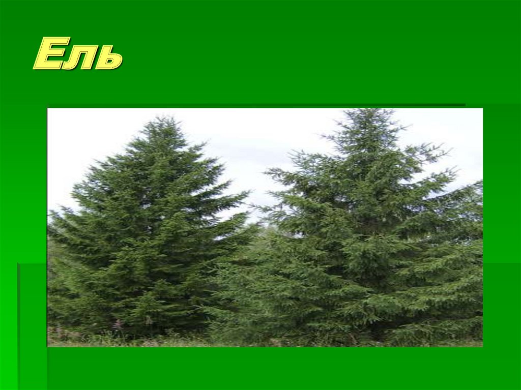 Ель