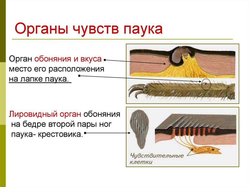 Органы зрения у паукообразных