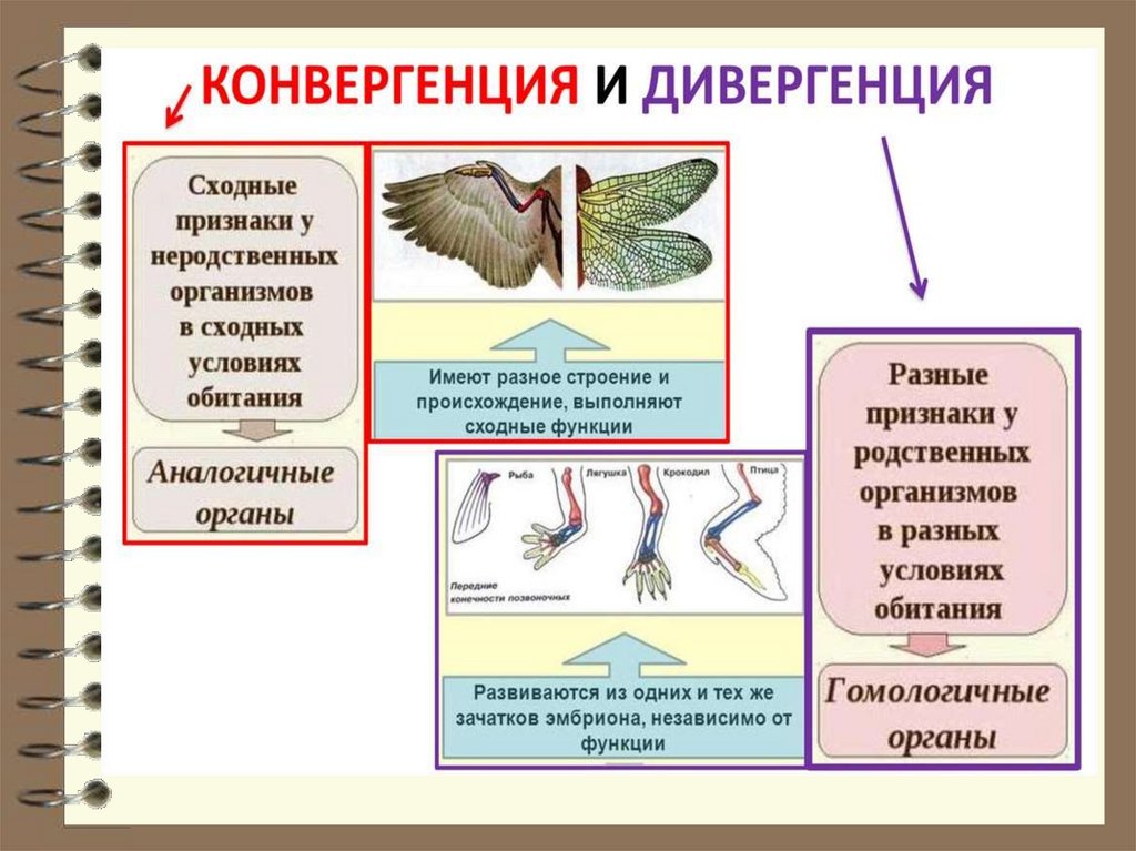 Основные направления эволюции 9 класс пономарева