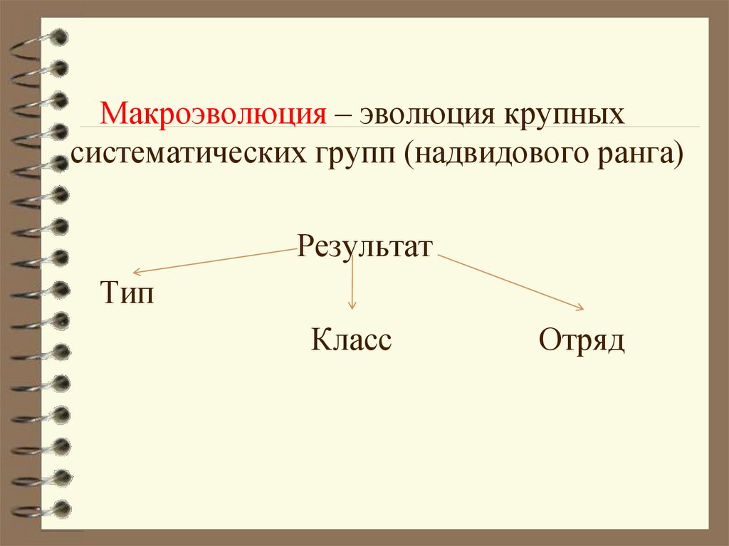 Макроэволюция как процесс появления надвидовых групп организмов презентация 9 класс пономарева