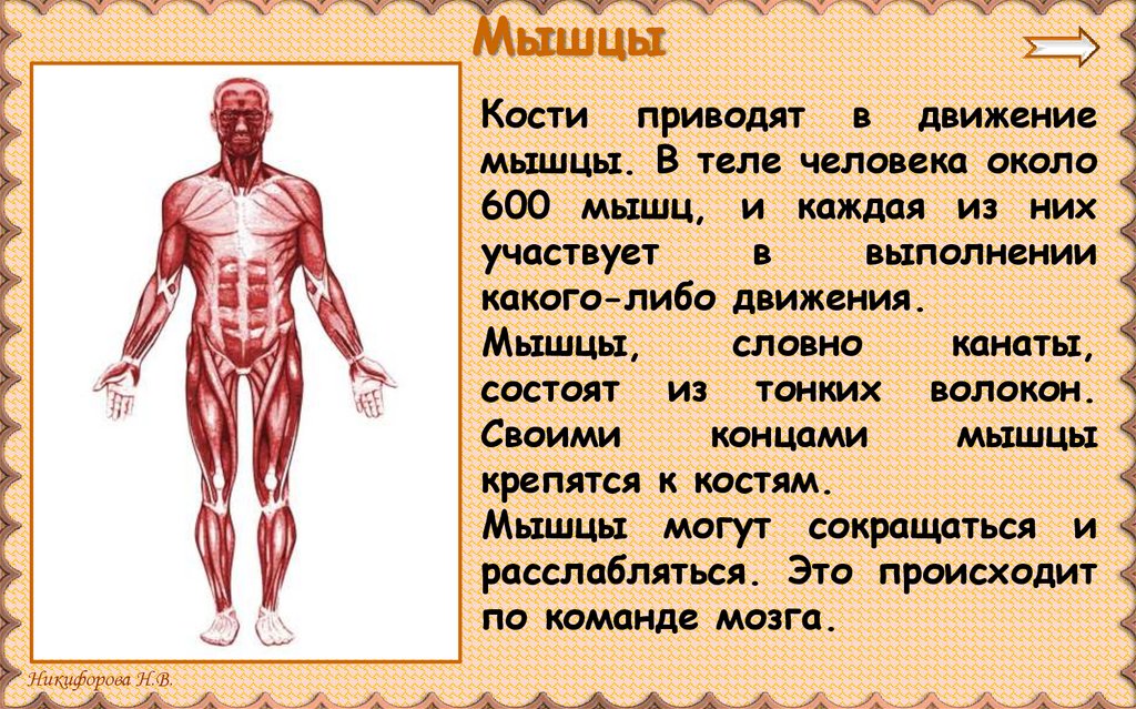 Движение кости. Мышцы и кости. Опорно двигательная система презентация. Тело кости мышцы. Костные мышцы.