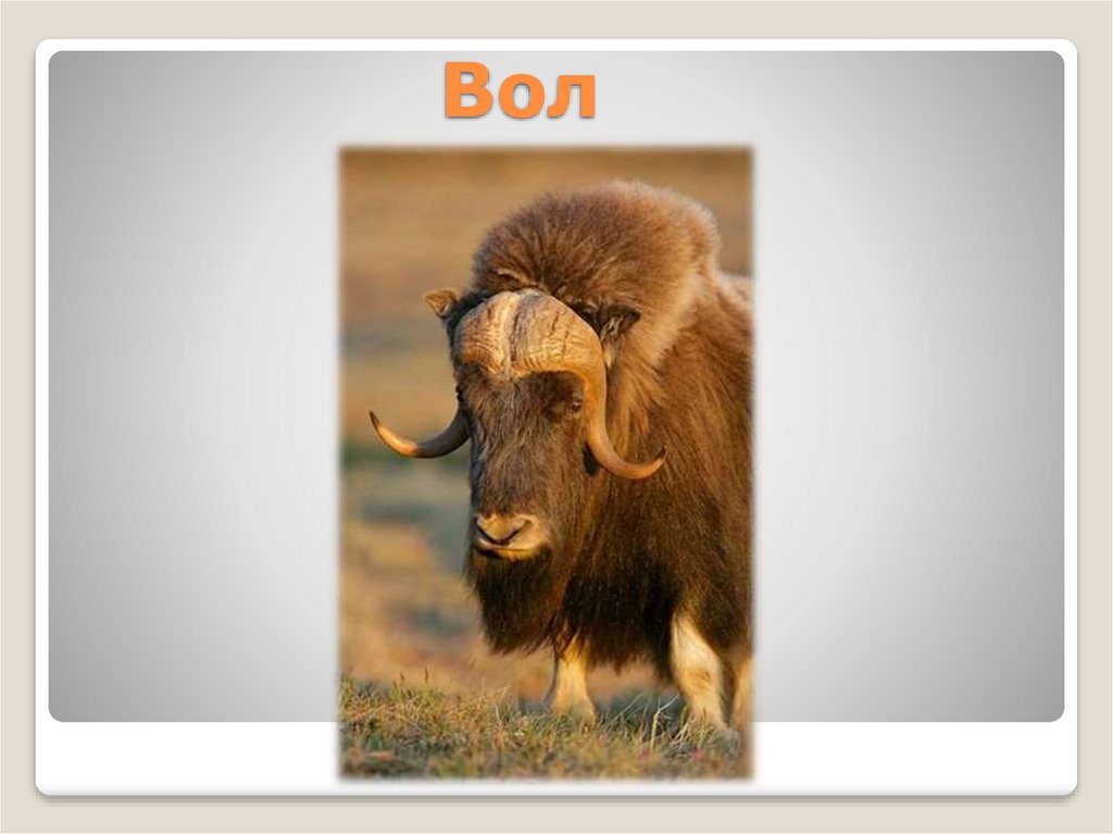 Вол