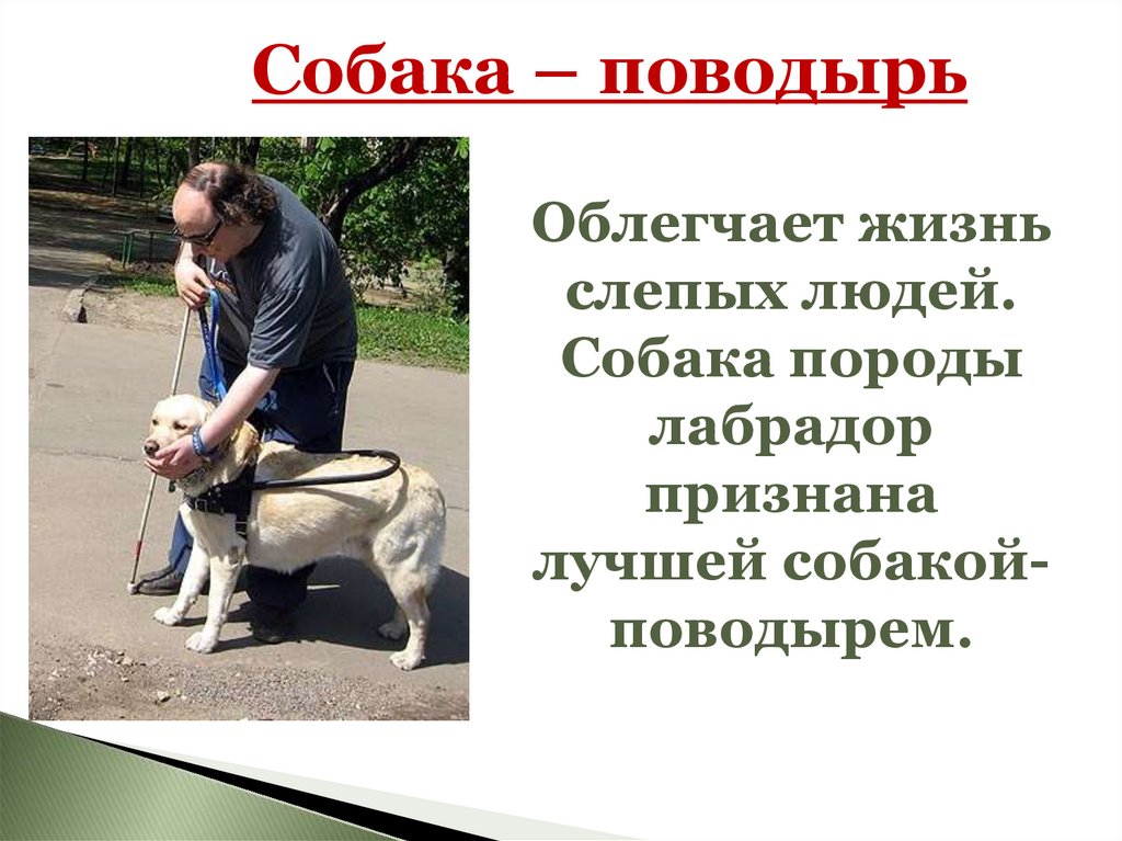 Международный день собак поводырей. Собака поводырь. Собака поводырь порода. День собак поводырей. Собака поводырь для слепых порода.